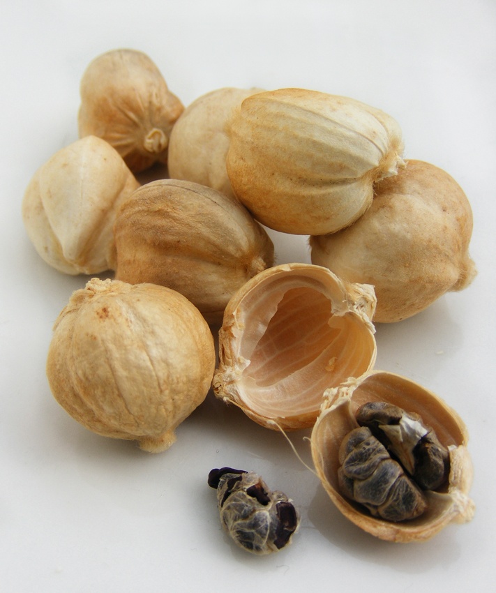 Javanese Cardamom